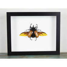 Load image into Gallery viewer, Eupatorus Gracilicornis in a Frame