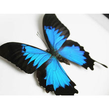 Load image into Gallery viewer, Papilio Ulysses Butterfly in a Frame