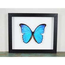 Load image into Gallery viewer, Morpho Didius Butterfly in a Frame