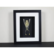 Load image into Gallery viewer, Bat Skeleton Taxidermy in a Frame {ARRIVING MARCH}