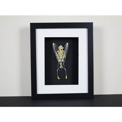 Bat Skeleton Taxidermy in a Frame {ARRIVING MARCH}