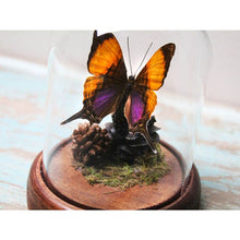 Load image into Gallery viewer, Marpesia Marcella Purple Daggerwing Butterfly in a Dome