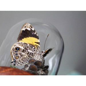 Blomfield's Beauty Butterfly in a Dome