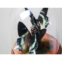 Load image into Gallery viewer, Pair of Zodiac Moths in a Dome