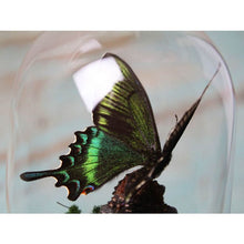 Load image into Gallery viewer, Papilio Maackii Black Alpine Butterfly in a Dome