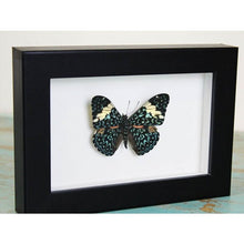 Load image into Gallery viewer, Red Cracker Butterfly in a Frame