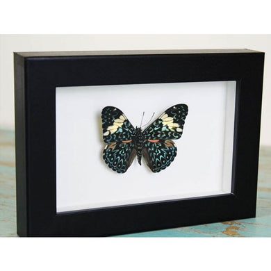 Red Cracker Butterfly in a Frame