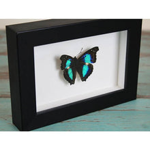 Load image into Gallery viewer, Turquoise Emperor in a Black Frame
