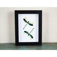 Load image into Gallery viewer, Damselfly Duo in a Black Frame