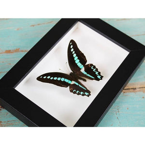 Graphium Sarpedon Blue Triangle Butterfly in a Frame