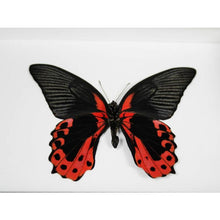 Load image into Gallery viewer, Scarlet Mormon in a Frame
