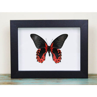 Scarlet Mormon in a Frame