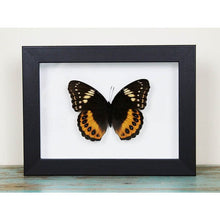 Load image into Gallery viewer, Hypolimnas Pandarus Butterfly in A Frame