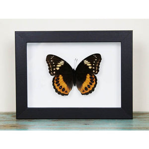 Hypolimnas Pandarus Butterfly in A Frame