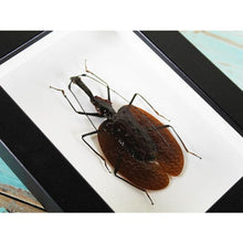 Load image into Gallery viewer, Mormolyce Tridens Violin Beetle in a Frame