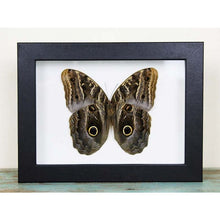 Load image into Gallery viewer, Caligo Eurilochus Owl Butterfly in a Frame
