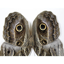 Load image into Gallery viewer, Caligo Eurilochus Owl Butterfly in a Frame