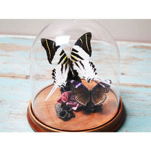 Load image into Gallery viewer, Graphium Androclese Swordtail Butterfly in a Dome