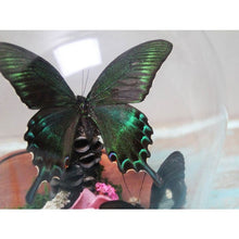 Load image into Gallery viewer, Alpine Black Swallowtail Butterfly in a Dome