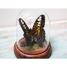 Load image into Gallery viewer, Parthenos Sylvia Clipper Butterfly in a Dome