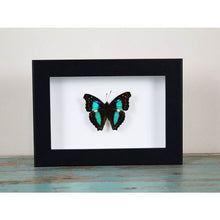 Load image into Gallery viewer, Turquoise Emperor in a Black Frame