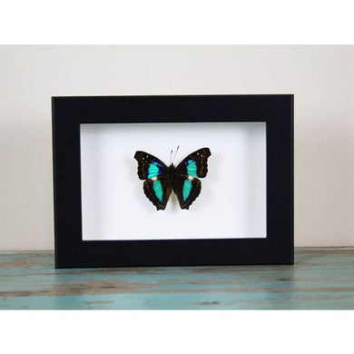 Turquoise Emperor in a Black Frame