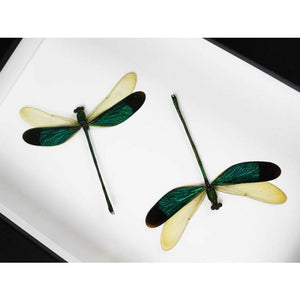 Damselfly Duo in a Black Frame