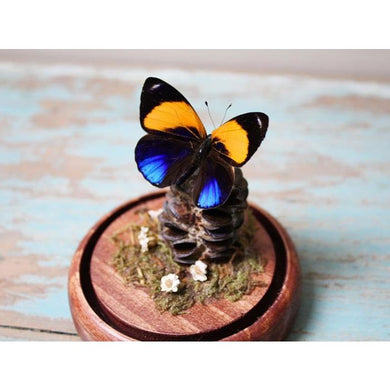 Asterope Markii Dotted Glory butterfly in a Dome