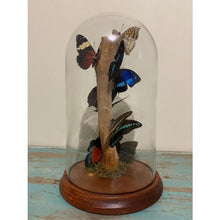 Load image into Gallery viewer, Multi-butterflies in a XLarge Glass Dome {PRE-ORDER ARRIVING MARCH/APRIL}