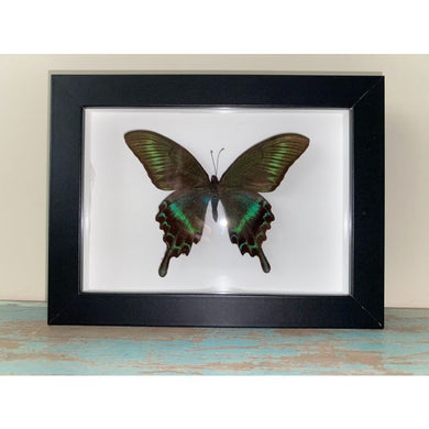Papilio Maackii (Summer) in a Black Frame