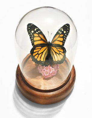 Danaus Plexippus Monarch Butterfly in a Dome