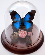 Load image into Gallery viewer, Papilio Ulysses in a Decorative Dome - Dunk Island Butterfly