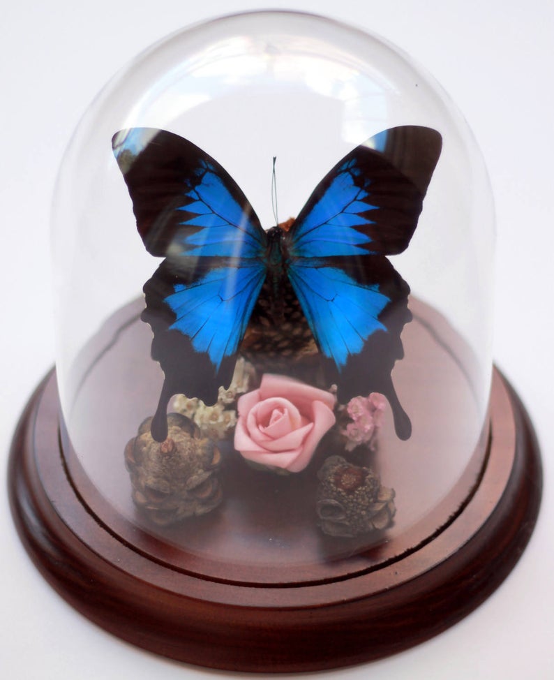 Papilio Ulysses in a Decorative Dome - Dunk Island Butterfly