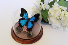 Load image into Gallery viewer, Papilio Ulysses in a Decorative Dome - Dunk Island Butterfly