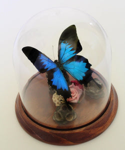 Papilio Ulysses in a Decorative Dome - Dunk Island Butterfly