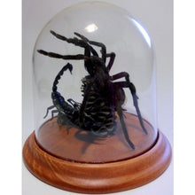 Load image into Gallery viewer, Mortal Combat Tarantula Spider vs Scorpion Dome